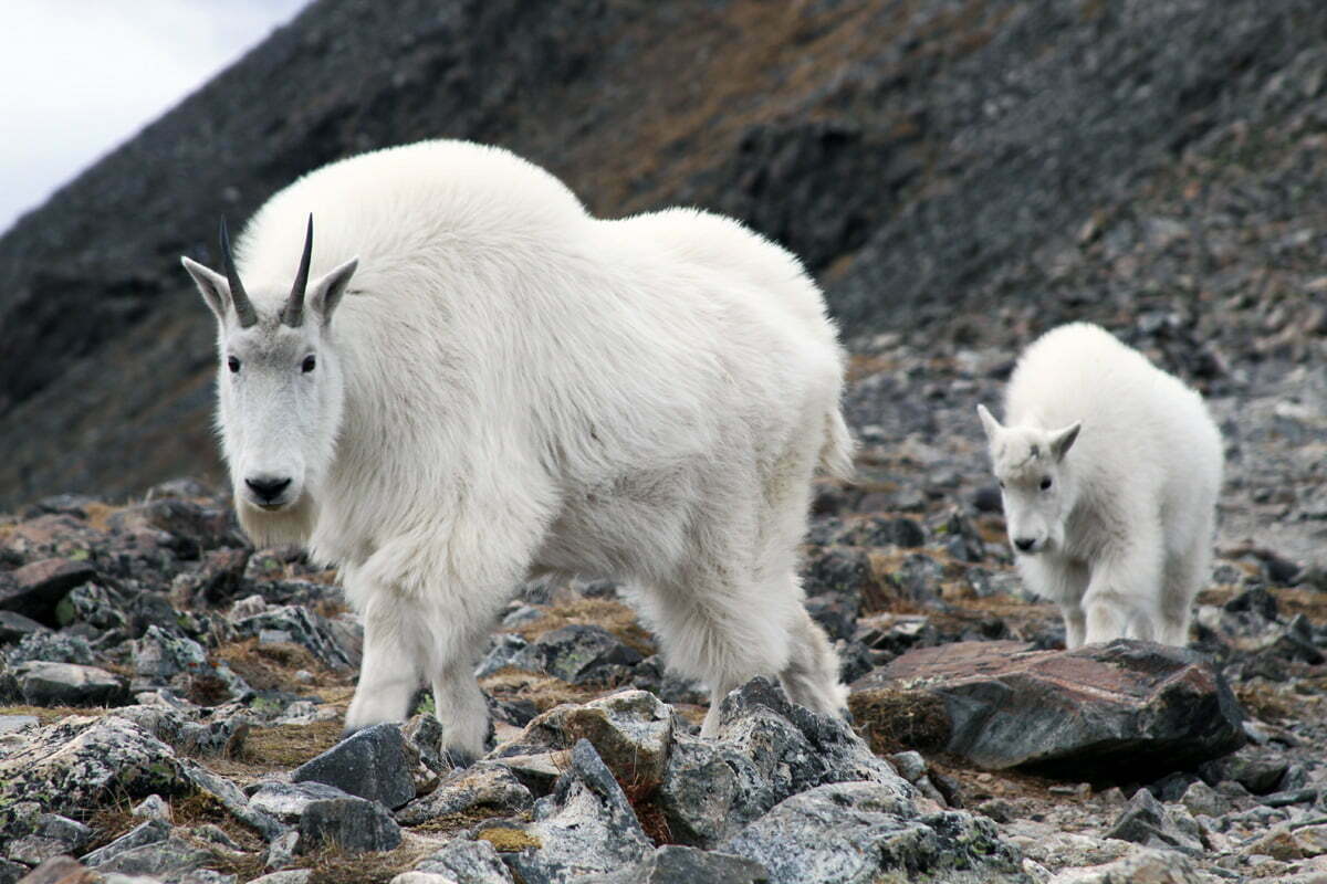 A mom and kid mountain goat continue approaching the camera in Colorado.