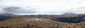 A panoramic photo of the mountains of Colorado with two mountain goats front and center.