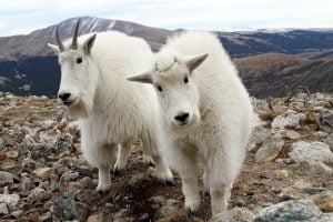 A curious mountain goat and kid come close to the camera to inspect the curiosity on a Colorado mountaintop.