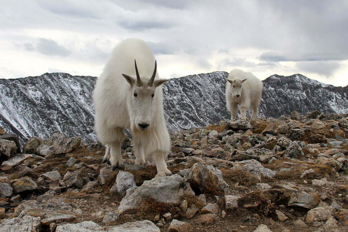 A mountain goat and kid come closer for an inspection in Colorado.