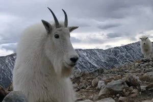 A large horned mountain goat faces off just a foot or so from a cameraman with a mountain goat kid in the background in Colorado.