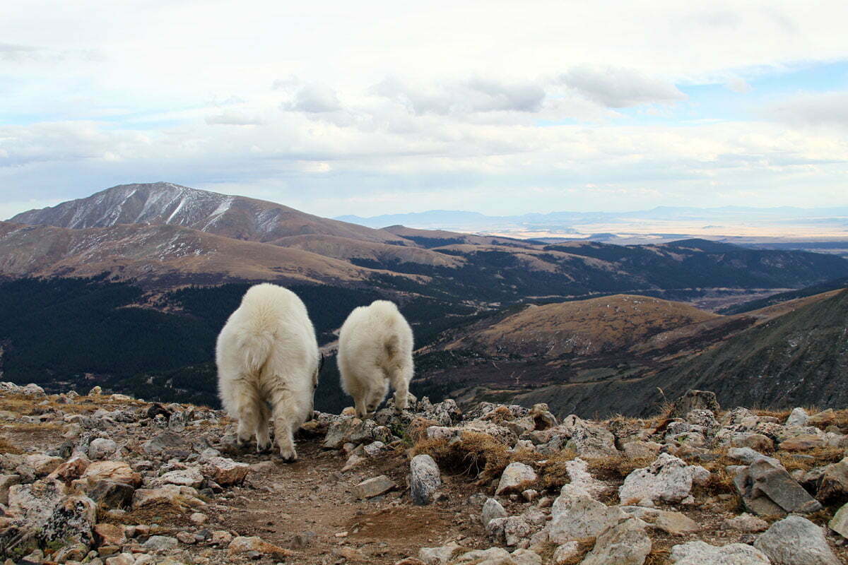 The parent and kid mountain goat turn to walk down the hill in Colorado.