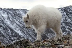 A fluffy white mountain goat kid walks along a rocky ridge in Colorado.