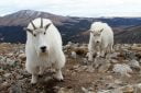 A mountain goat and kid stare into the camera from a few feet away on a Colorado mountaintop.