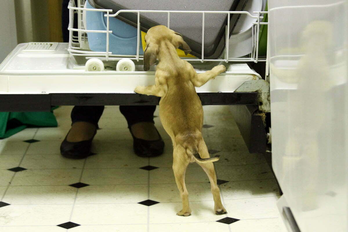 A cute curious puppy that is a pug and beagle mix explores the dishwasher on her hind legs.