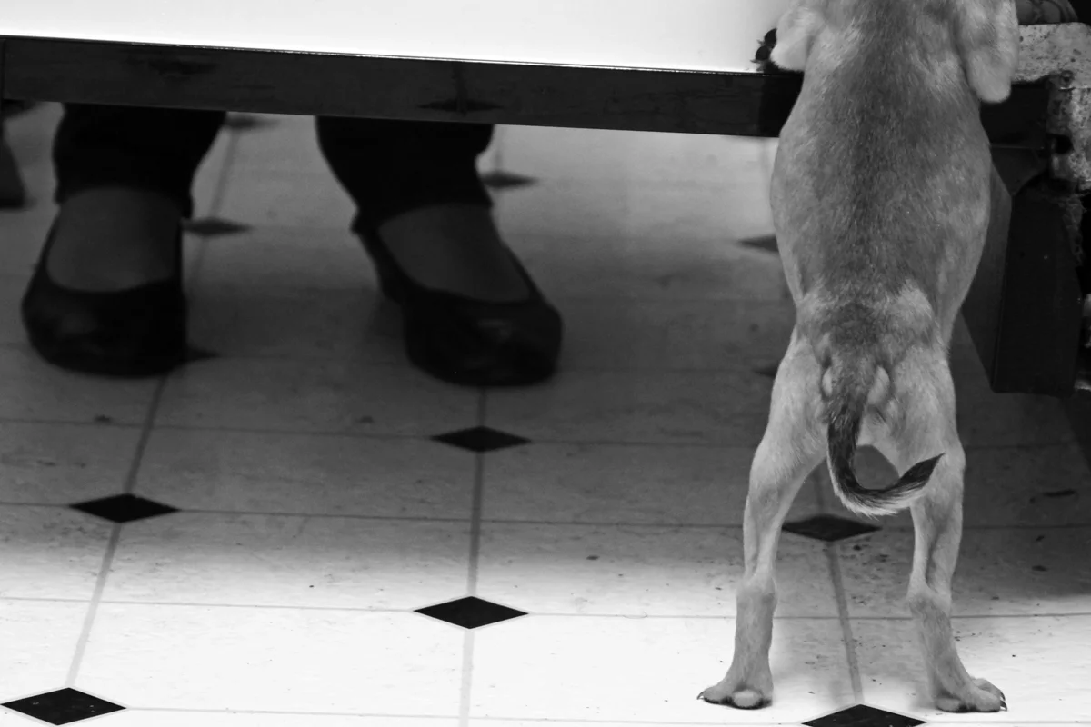 A mix pug and beagle puppy stands on two legs in the kitchen next to the feet of a woman.