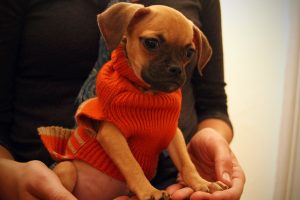 A mix of a beagle and pug puppy sits in a woman's lap wearing an orange sweater made for dogs.