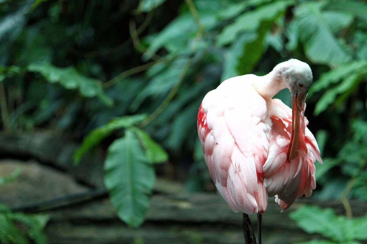 A Roseate Spoonbill scratches his feathers in Amazonia at the National Zoo in Washington DC.