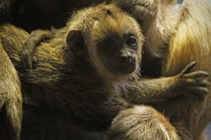 A baby black and gold howler monkey seen at the National Zoo's Small Mammal House in Washington DC.