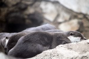 A group of otters sleep together to keep warm during the winter at the National Zoo in Washington DC.