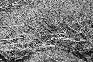 Tree limbs covered in snow during a heavy storm.