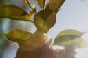 A high contrast lens flare of leaves and blossoms on a tree in the spring sunlight seen in Washington DC.
