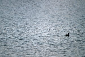A single duck on the windy blue waters of the Tidal Basin in Washington DC.