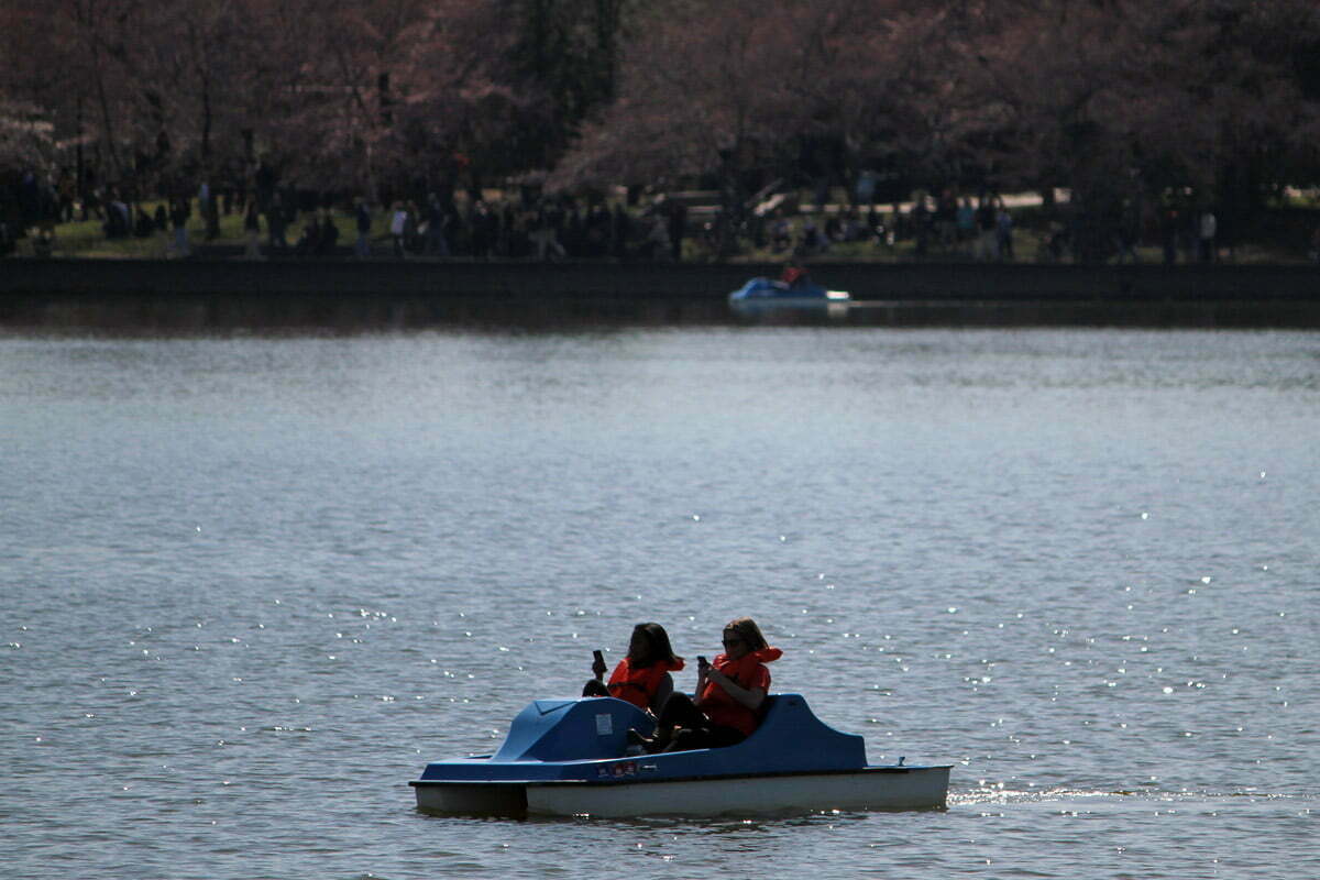 Two people on paddle boats use their phones in the Tidal Basin in Washington DC.