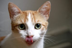 Kiki the cat sticks her tongue out to lick her nose.