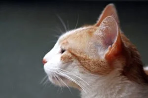 A profile photo of Kiki the cat with her fuzzy ears in focus.