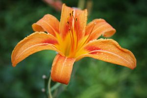 An orange daylily with some water droplets on its yellow and red petals.