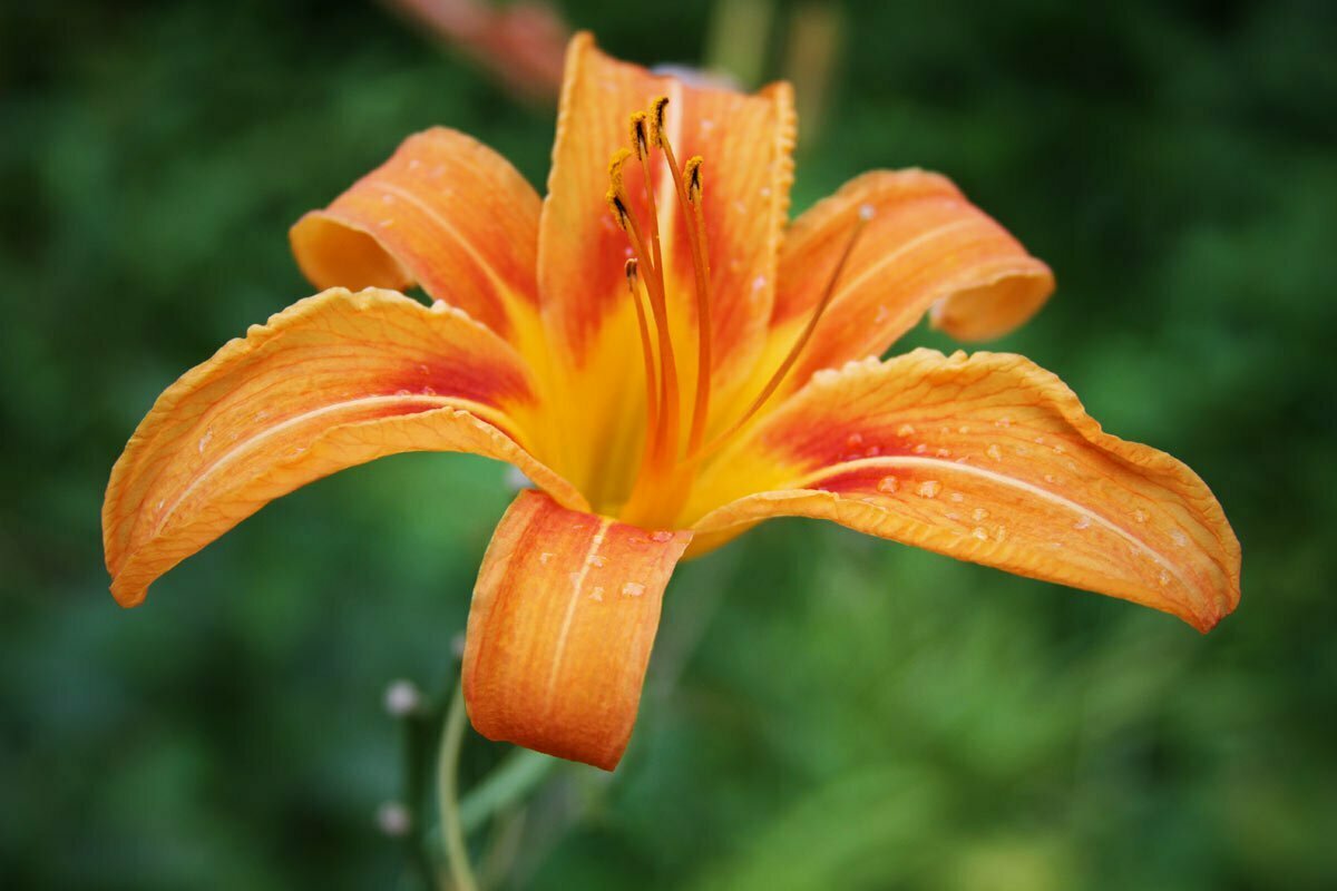 An orange daylily, also known as a Hemerocallis fulva, is photographed with some water droplets on its yellow and red petals.