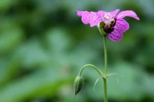 An enterprising beetle chomps away on a purple flower petal after climbing it's bare green stalk.