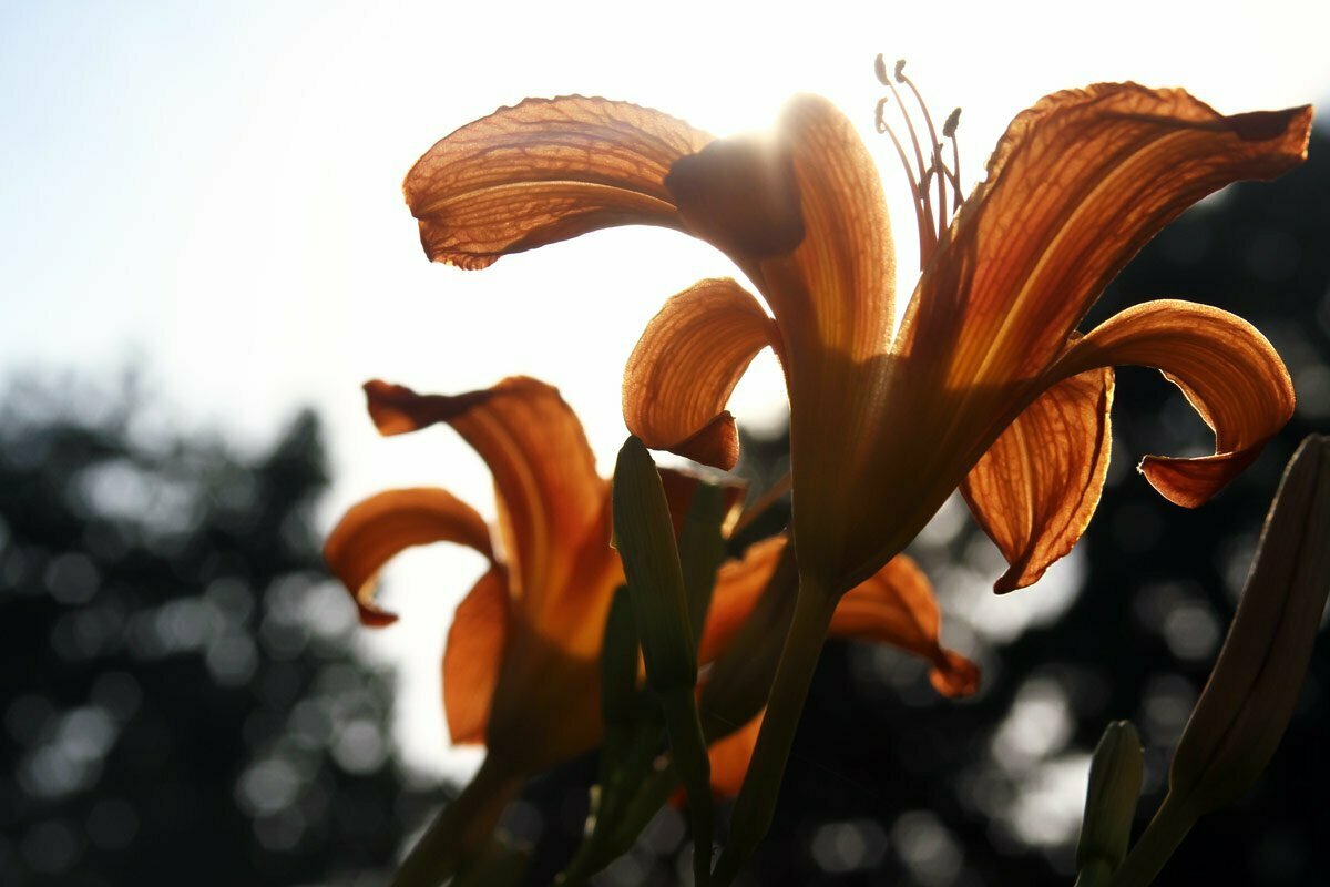 A group of Orange Daylilies seen from below with a sun causing a lens flare. These flowers are also known as Hemerocallis fulva, Tawny Daylily, Tiger Daylily or Ditch Lily.