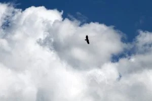 bald-eagle-silhouette-against-the-clouds