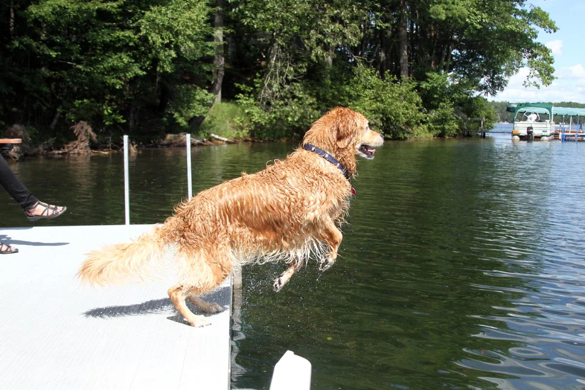 A wet Golden Retriever leaps into a lake on a sunny summer day. Photograph number one in a series of seven images of the jumping sequence.
