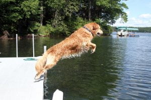 A wet Golden Retriever leaps into a lake on a sunny summer day. Photograph number two in a series of seven images of the jumping sequence.