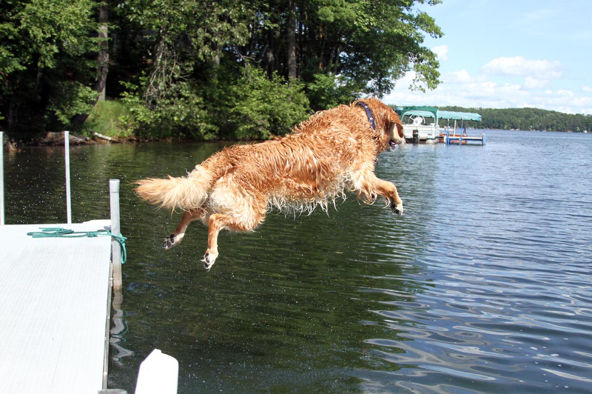 A wet Golden Retriever leaps into a lake on a sunny summer day. Photograph number three in a series of seven images of the jumping sequence.