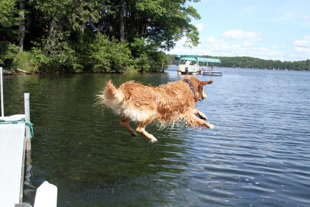 Dog Jumps into a Lake Part 4 of 7 Nicko Margolies
