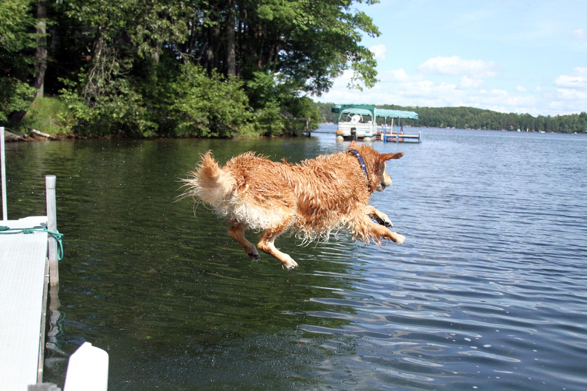 A wet Golden Retriever leaps into a lake on a sunny summer day. Photograph number four in a series of seven images of the jumping sequence.