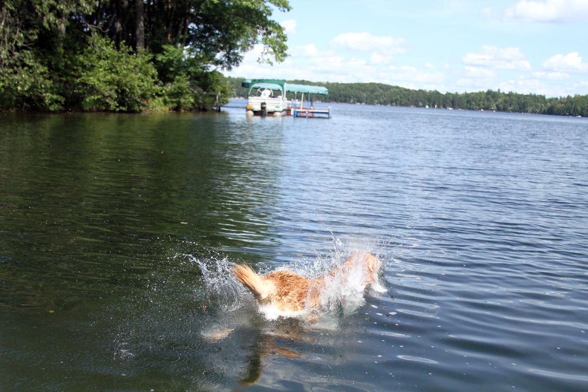 A wet Golden Retriever leaps into a lake on a sunny summer day. Photograph number five in a series of seven images of the jumping sequence.
