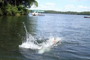 A wet Golden Retriever leaps into a lake on a sunny summer day. Photograph number six in a series of seven images of the jumping sequence.