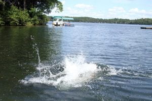 A wet Golden Retriever leaps into a lake on a sunny summer day. Photograph number seven in a series of seven images of the jumping sequence.