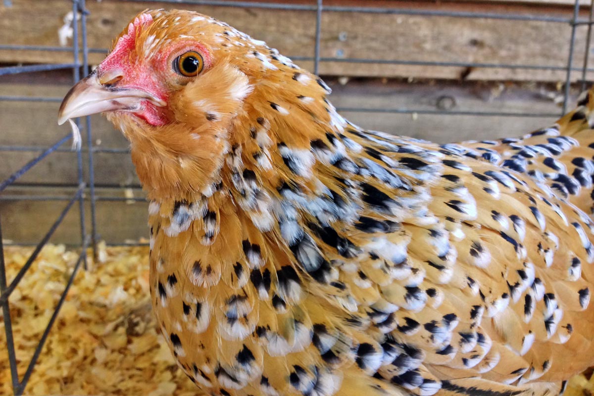 A colorful hen seen in its cage at the Union Fair & Maine Wild Blueberry Festival