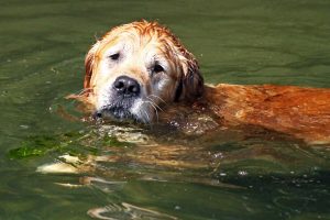 A sweet golden retriever looks at the camera as he takes a swim in the cool lake waters of Wisconsin.