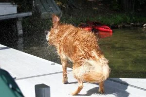 A wet Golden Retriever on a dock in a lake shakes the water off his fur with droplets going everywhere.