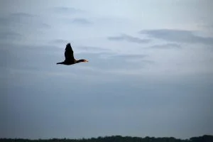 A black duck with an orange beak flies off the coast of Maine.