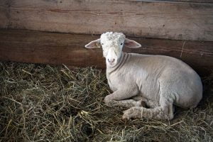 A sheep sits in a hay filled pen after getting its coat cut.
