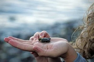 A woman holds a small crab found on the Maine shore in her hand.