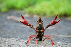 Crayfish, also known as a crawfish, crawdad, freshwater lobster or mudbug, stands at attention with its claws in the air.
