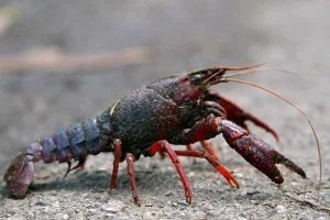 A red crayfish (crawfish, crawdad, freshwater lobster or mudbug) seen from the side on the sidewalk.