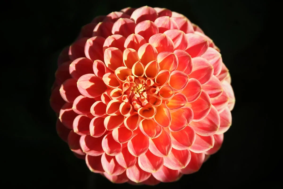 An orange, pink and yellow ball dahlia seen centered in the sun with a black background at the Dahlia Garden near the Conservatory of Flowers at Golden Gate Park in San Francisco, California.