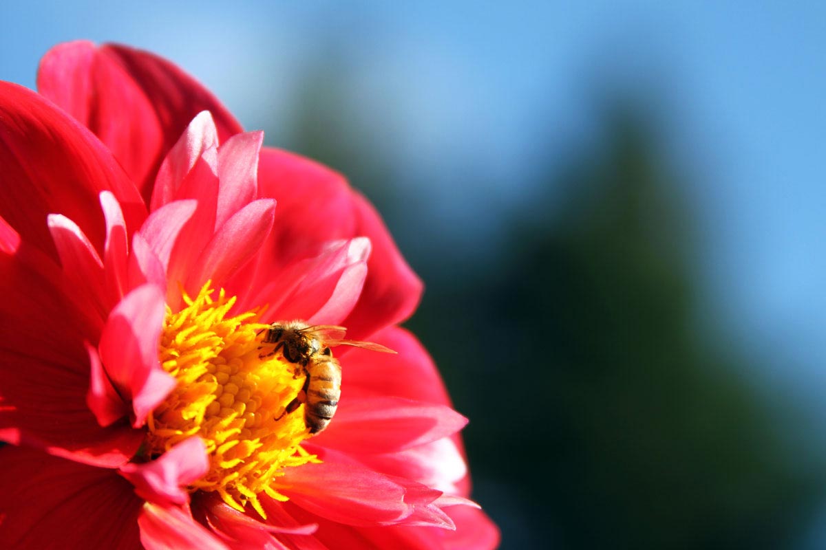 A honeybee feeds on a dahlia flower at the Dahlia Garden near the Conservatory of Flowers at Golden Gate Park in San Francisco, California.