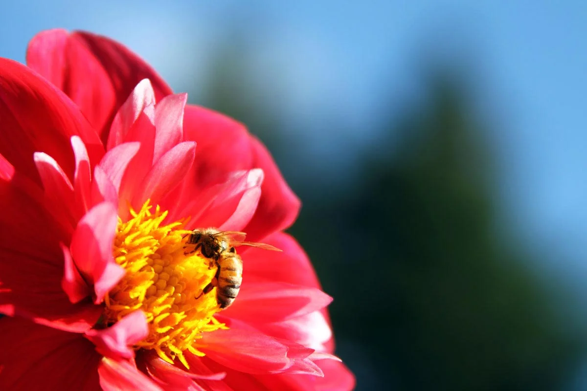 A honeybee feeds on a dahlia flower at the Dahlia Garden near the Conservatory of Flowers at Golden Gate Park in San Francisco, California.