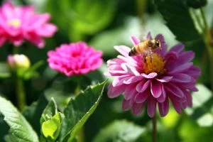 A honey bee takes off a pink and purple dahlia at the Dahlia Garden near the Conservatory of Flowers at Golden Gate Park in San Francisco, California.