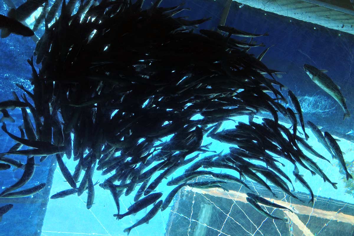 A photograph looking up at a school of fish.