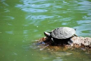 A small turtle rests in the sun on a rock in Golden Gate Park in San Francisco.