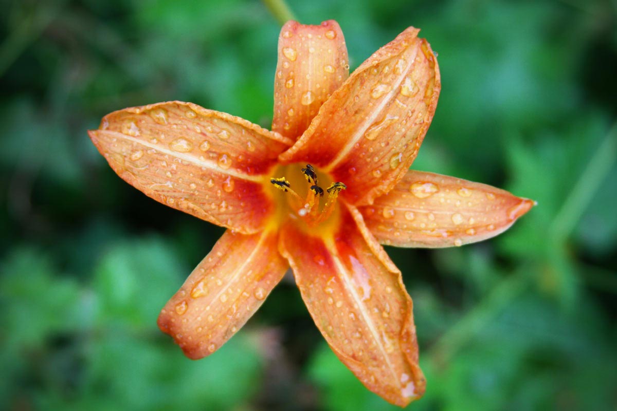 Water drops sit on the petals of an orange daylily.