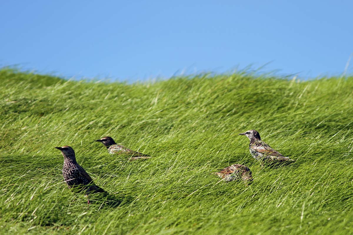 A group of small birds hunt for bugs buried in the green wind swept grasses on a beach in San Francisco, California.