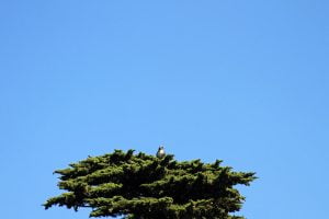 An alert red-tailed hawk sits in the top of a tree in San Francisco, California.